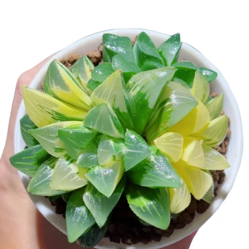 母本姬寿锦手捧花 多肉植物