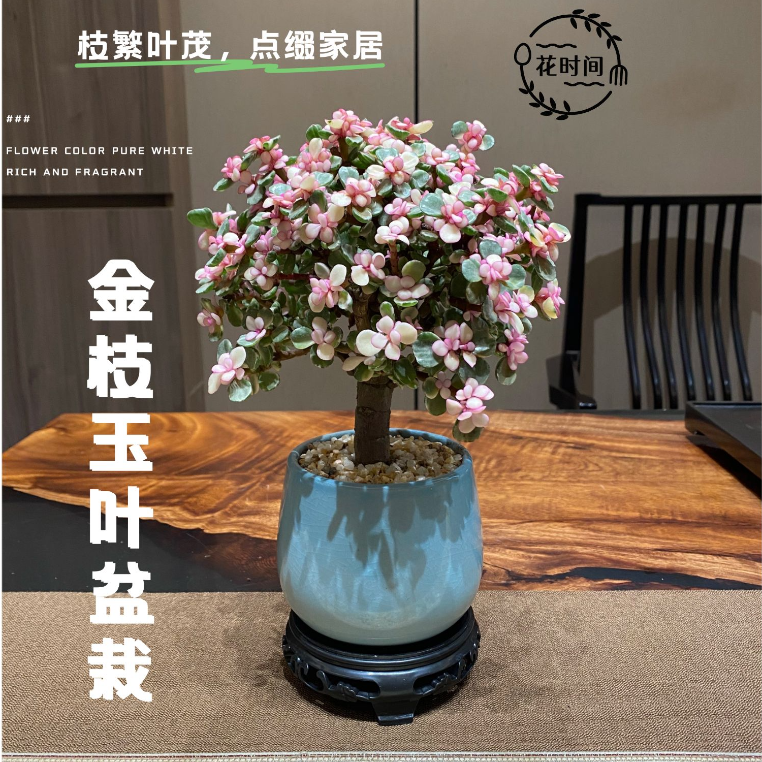 棒棒糖造型金枝玉叶老桩室内花卉盆栽耐寒好养绿植