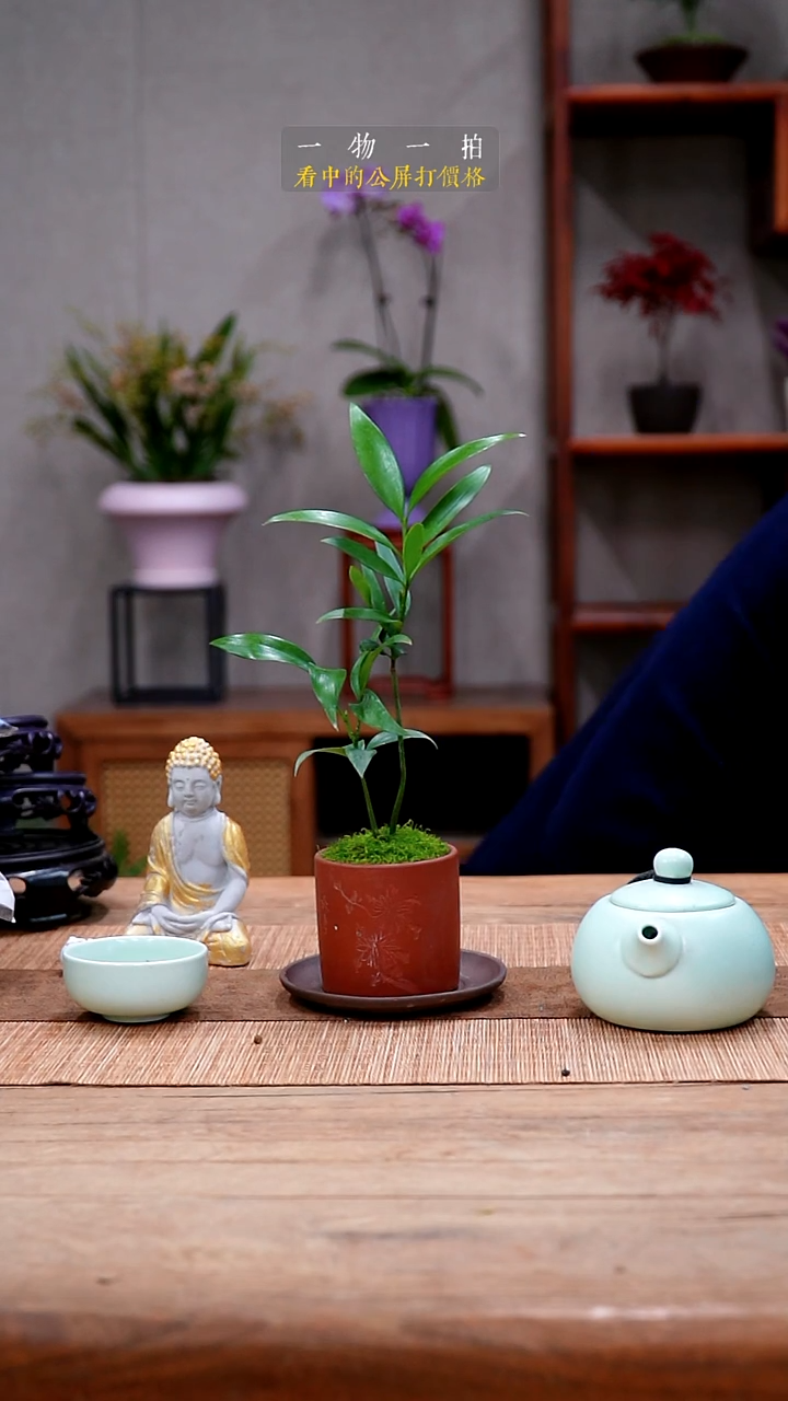 完全开放妙****馆竹柏460