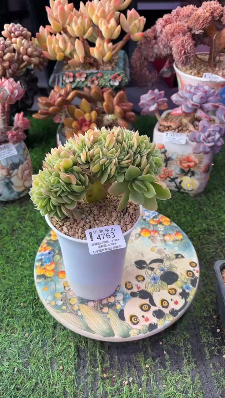 昆明印象多肉4763