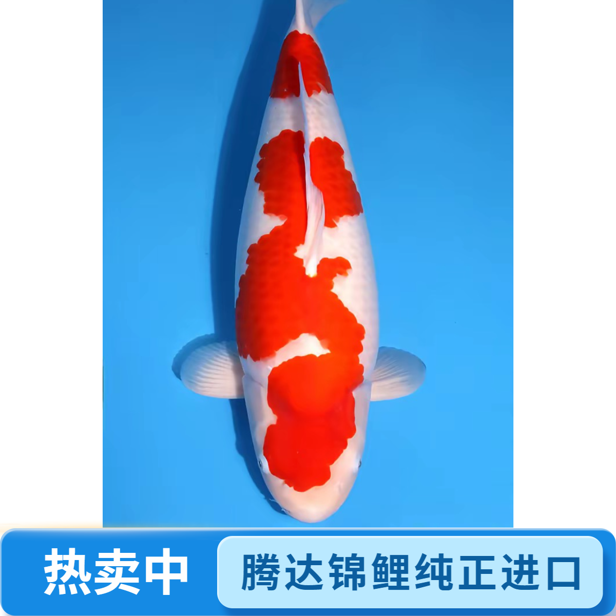 安徽腾达锦鲤纯进口红白大正昭和御三家冷水观赏精品锦鲤鱼纯血统