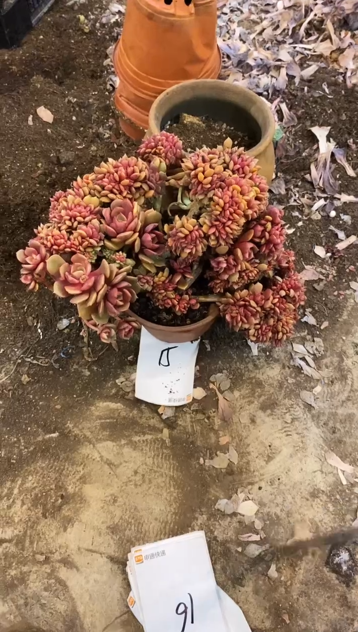 【闪购商品】15号大红袍￥50