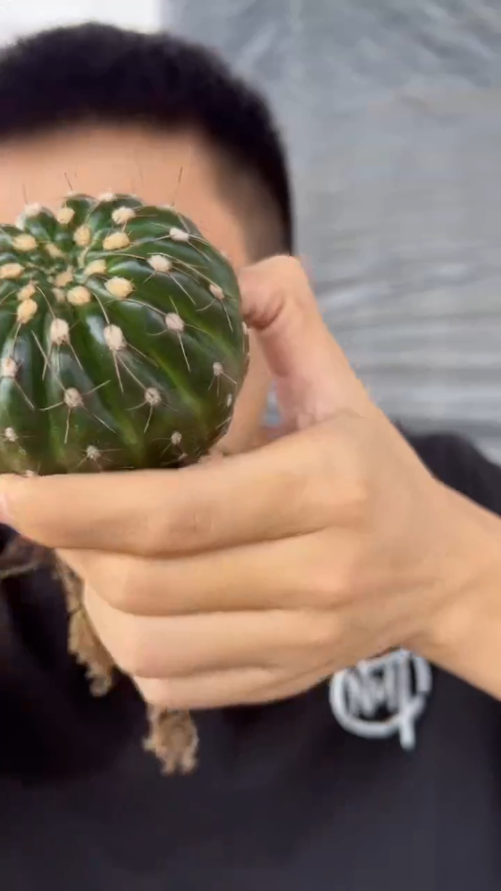 实生根 单头 眩美玉