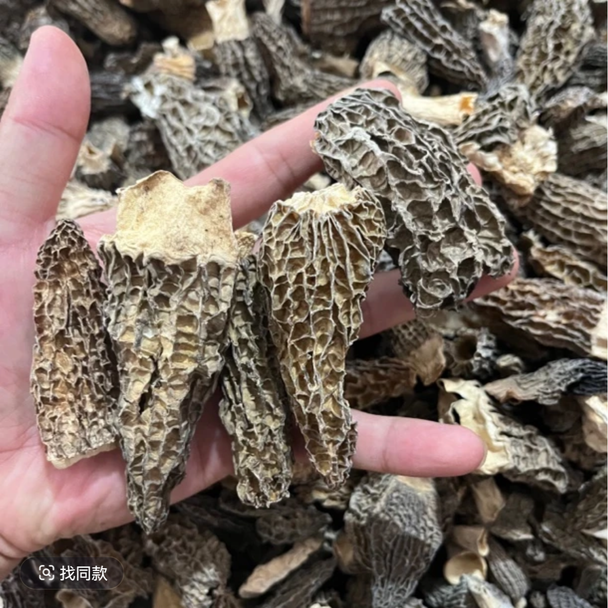 干羊肚菌-2025新货（性价比高）宝宝菇头茬羊肚菌-高山林地种植