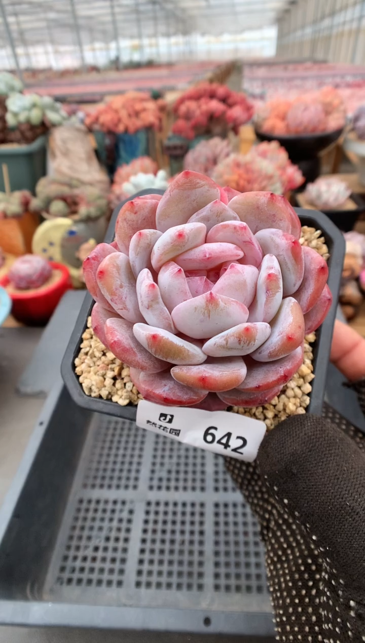 642糖心橙一物一拍