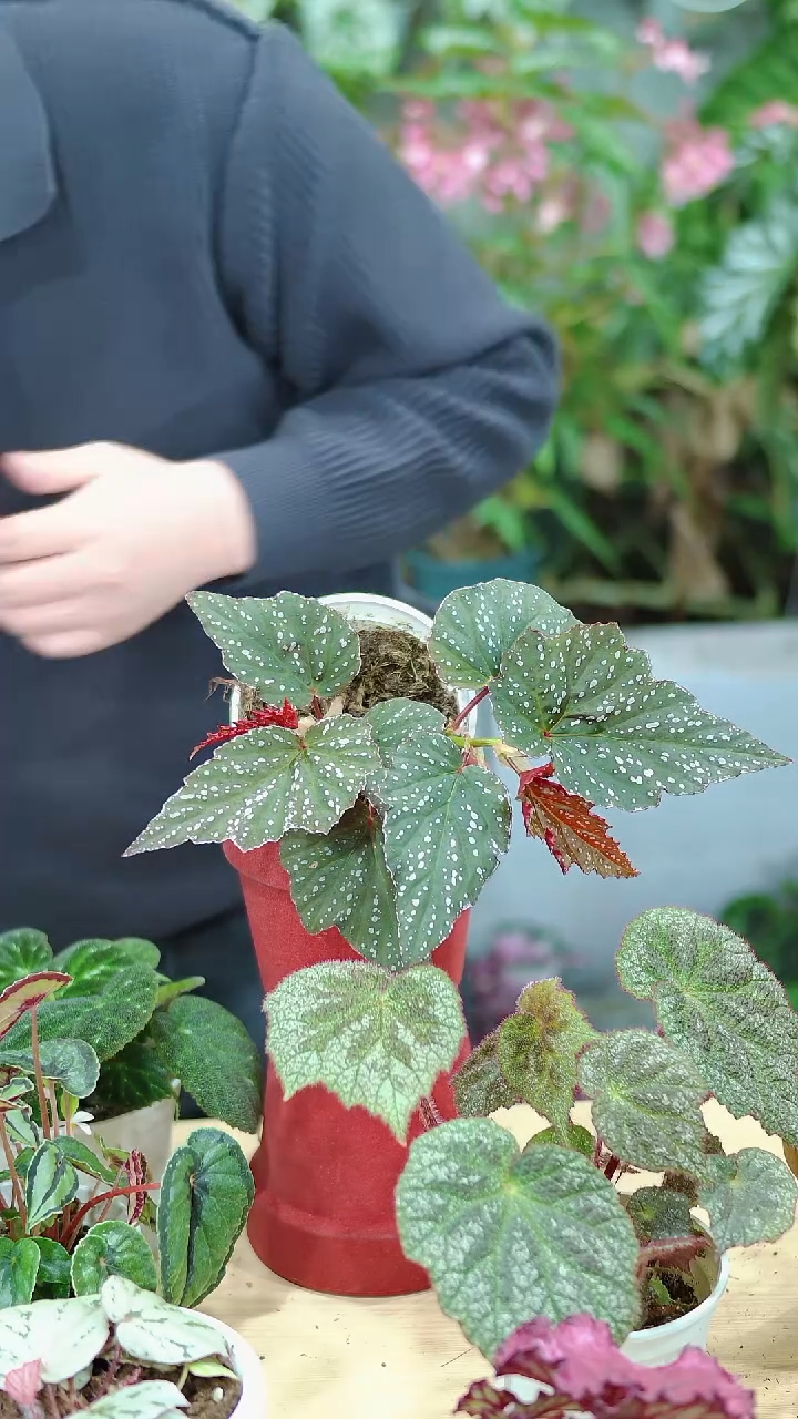 完全开放繁星秋海棠