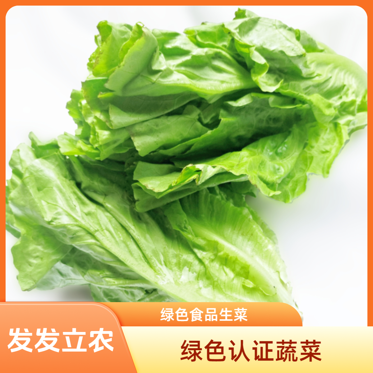 绿色食品意大利生菜约300g/份（清甜脆嫩）生菜生菜