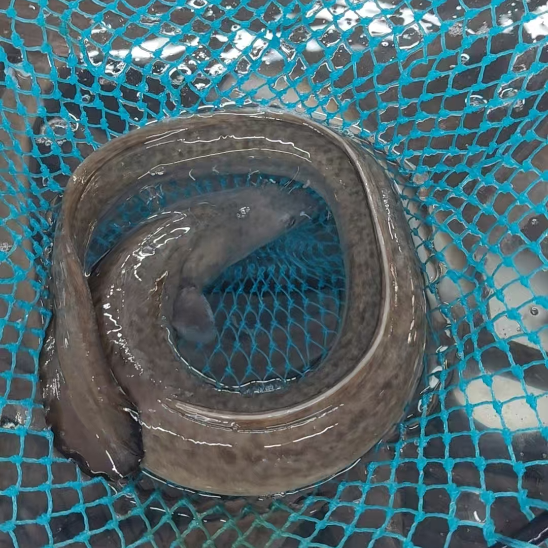 金丝鳗 今晚直播专属米 顺丰冷链