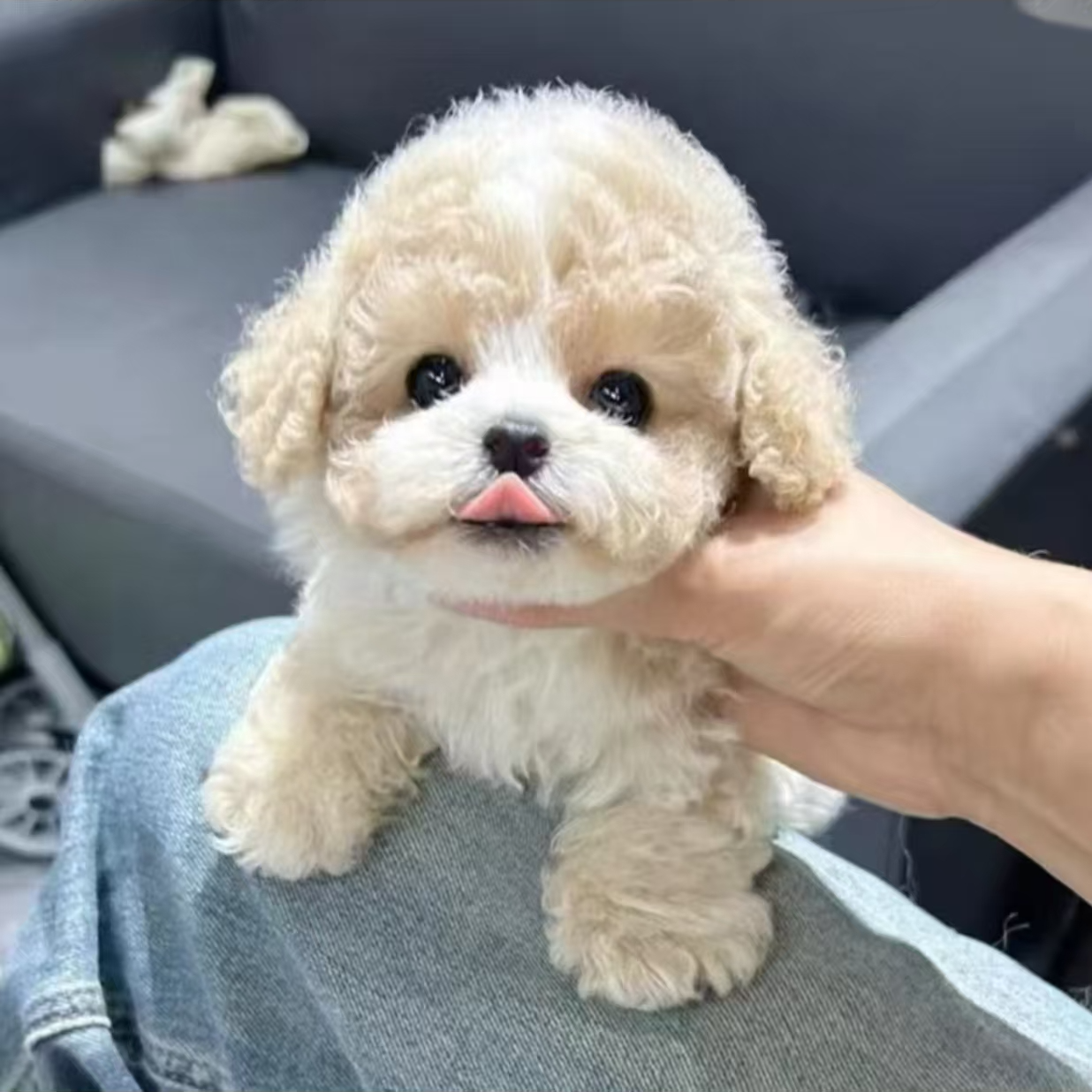 金宠乐园狗狗泰迪熊宠物活体通用链接比熊雪纳瑞