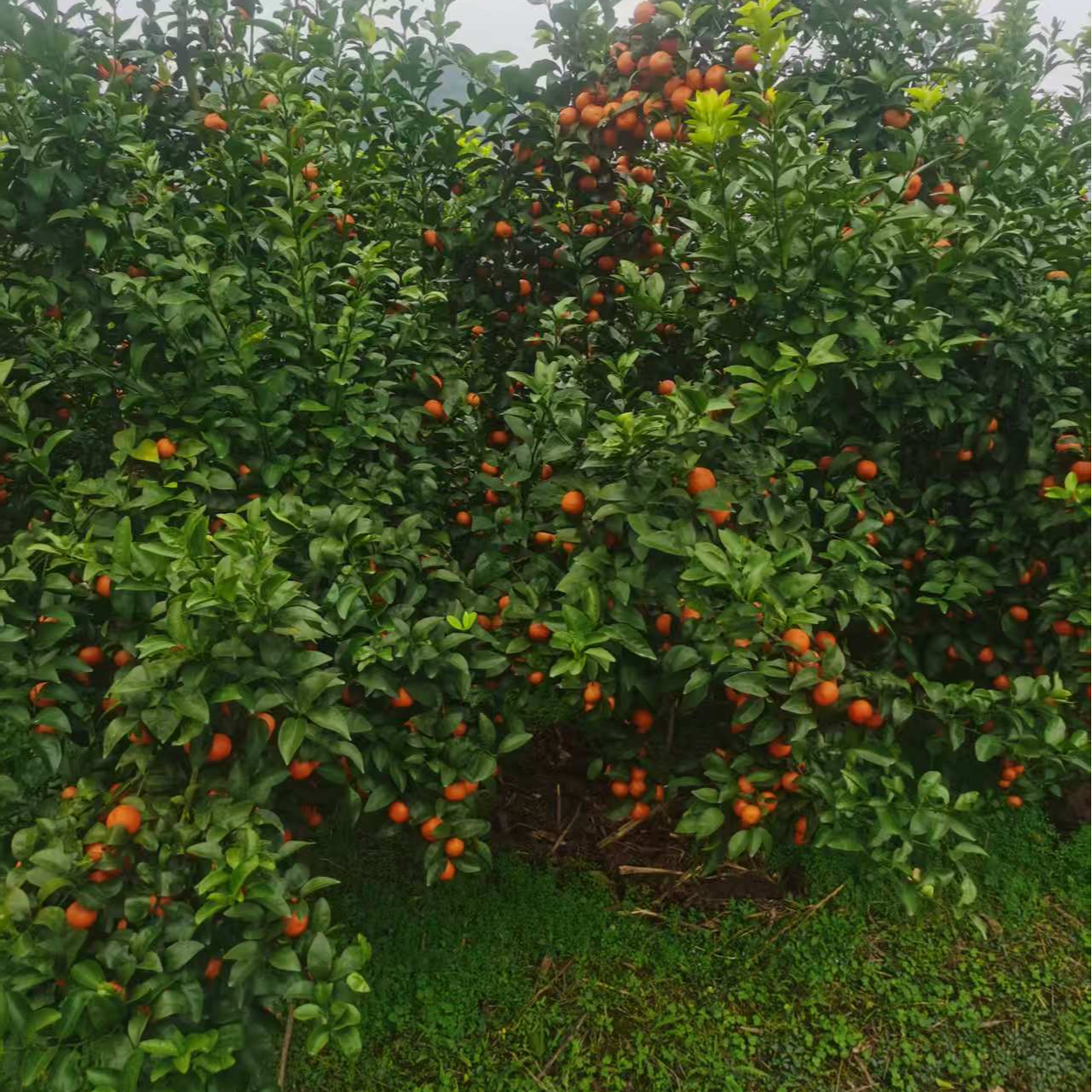 顺丰精选现摘40-60mm大果广西桂林正宗砂糖橘