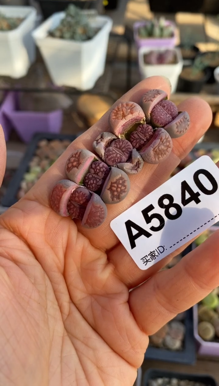 【闪购商品】5840直播一物一拍