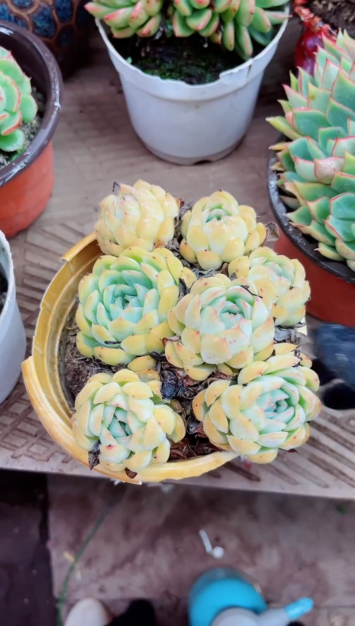 Q*04012多肉植物一物一拍