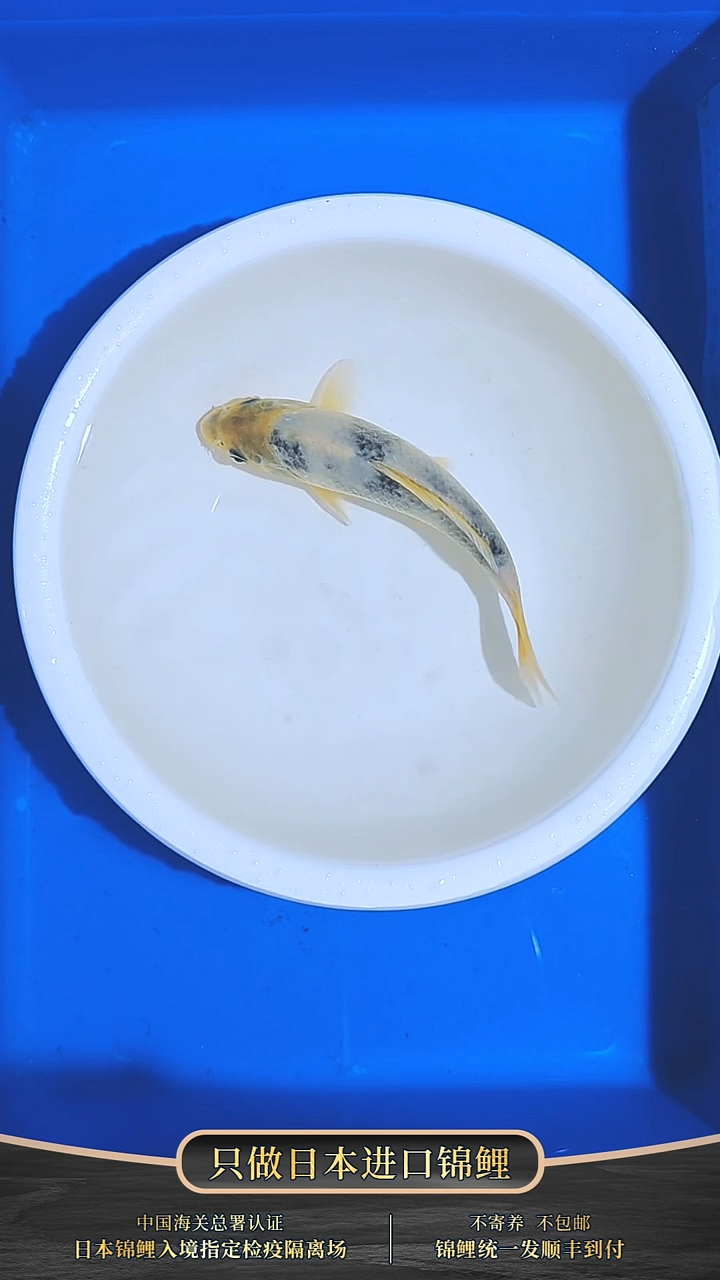 锦鲤015-面迫白写（锦鲤统一发顺丰空运到付）