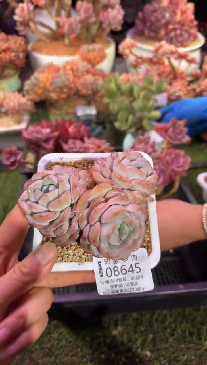 【闪购商品】08645