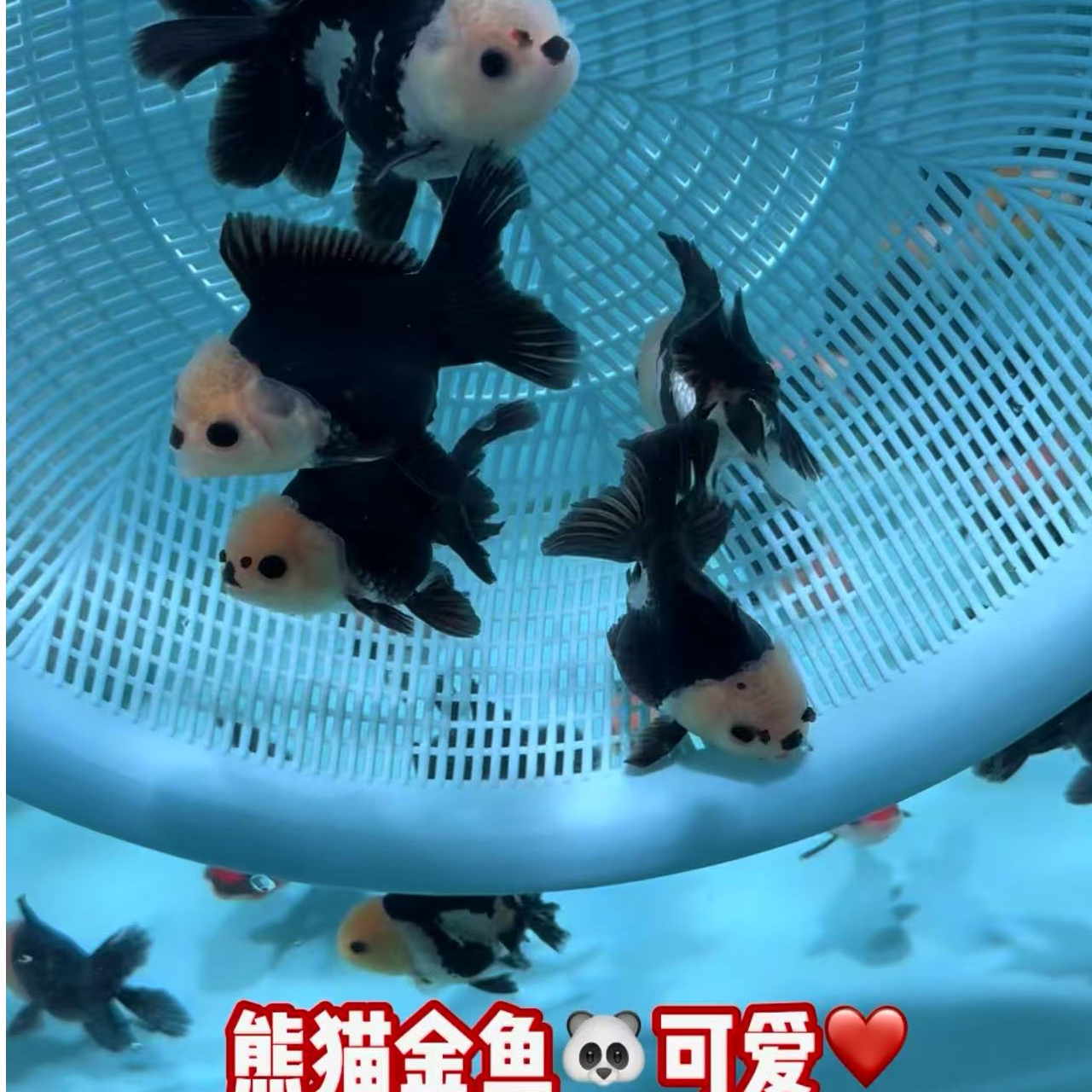 水族观赏鱼淡水鱼冷水鱼熊猫金鱼金鱼观赏鱼