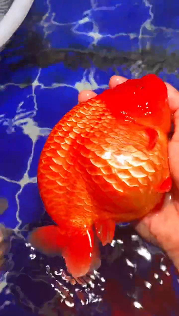 金鱼（运费到付，马印灯下展示）福州追鱼兰寿金鱼