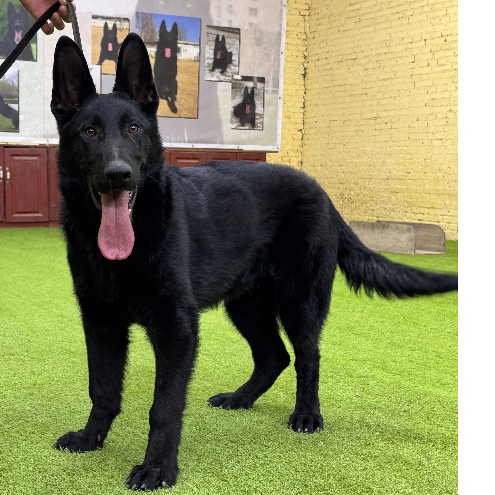 九鼎犬业东德牧羊犬 宠物活体 指南针儿子