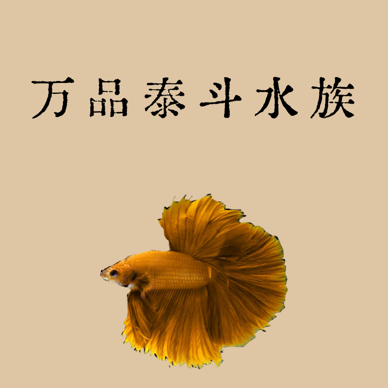 E2（25-48）泰国斗鱼精品鱼小型热带观赏鱼【直播间选鱼】