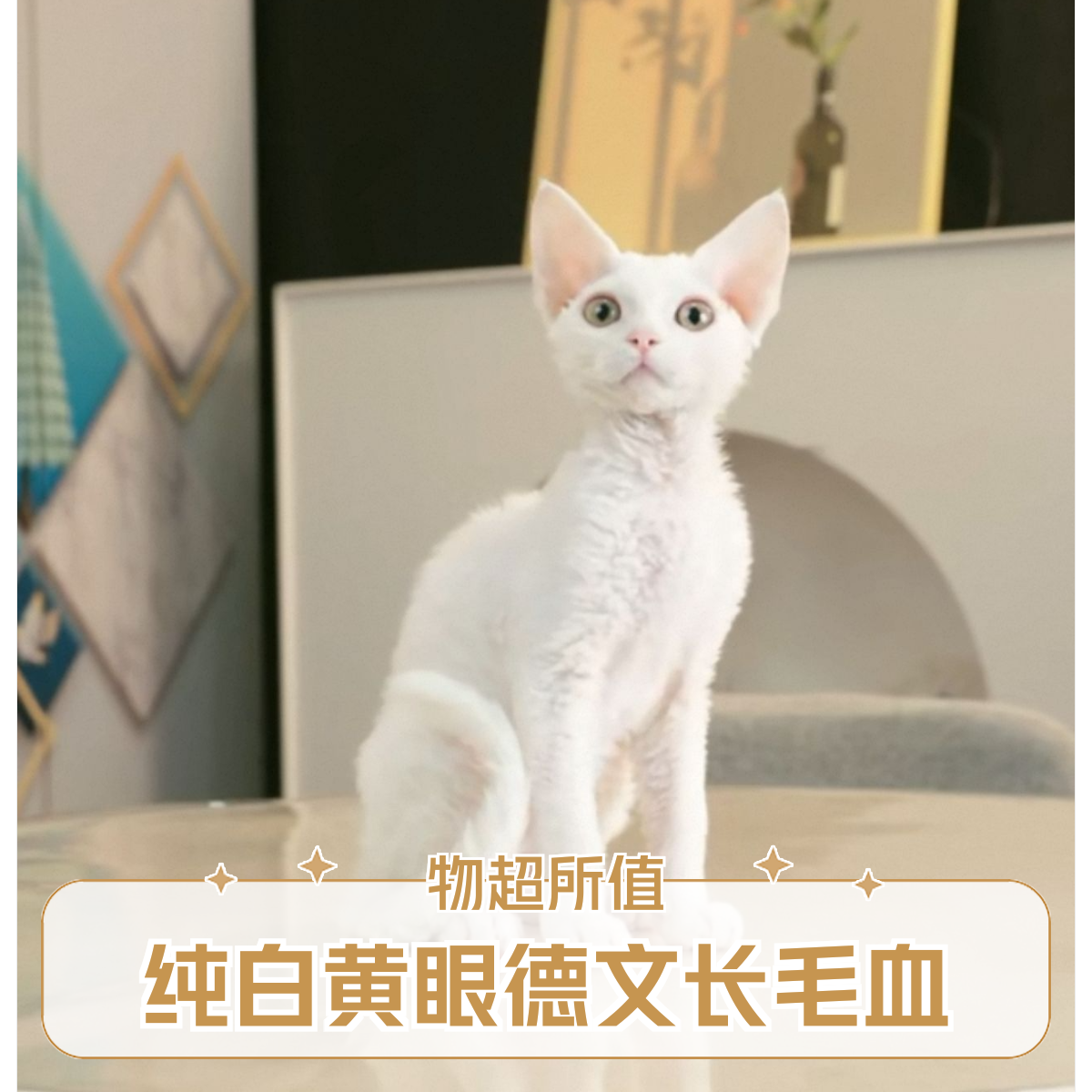 纯白（公）3.5月 3针 性格特点：小馋猫 粘人 会来事 会握手