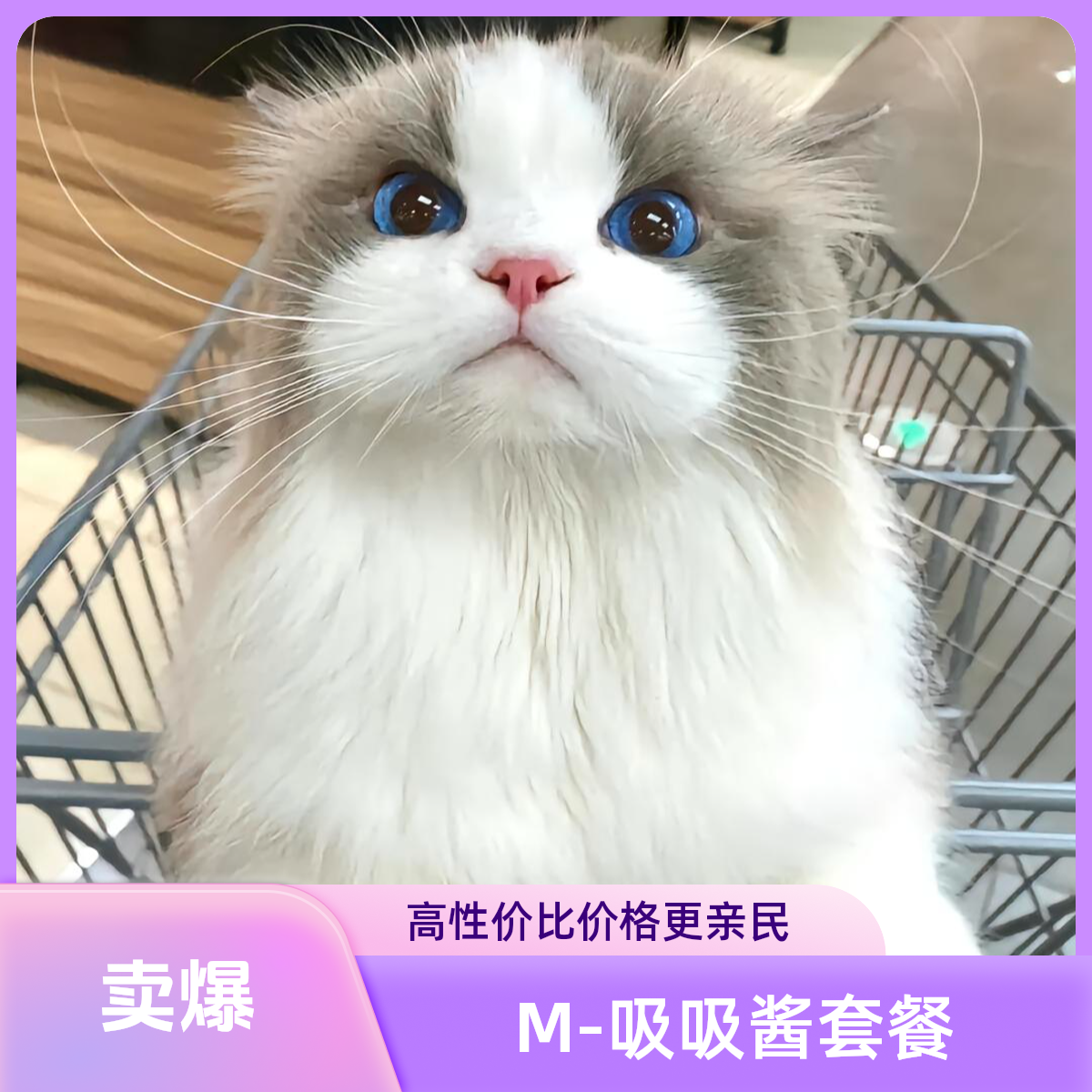 M-吸吸酱套餐猫猫明盒【欧气满满】