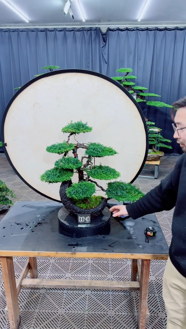 无花朵盆景......