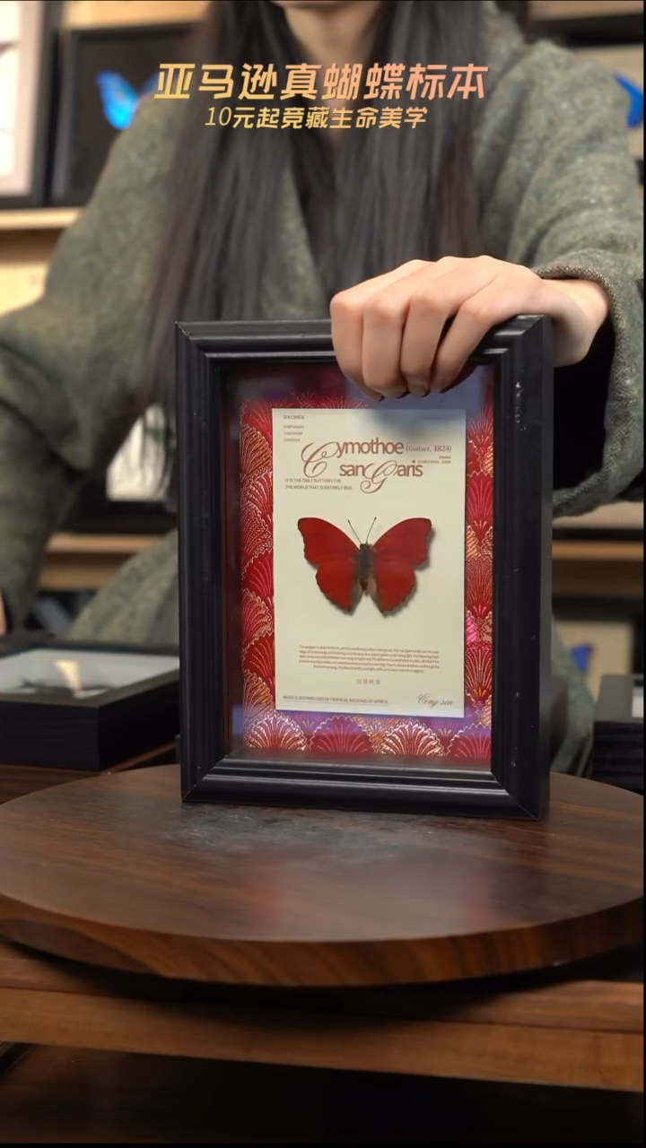 血漪蛱蝶红布底新版本 