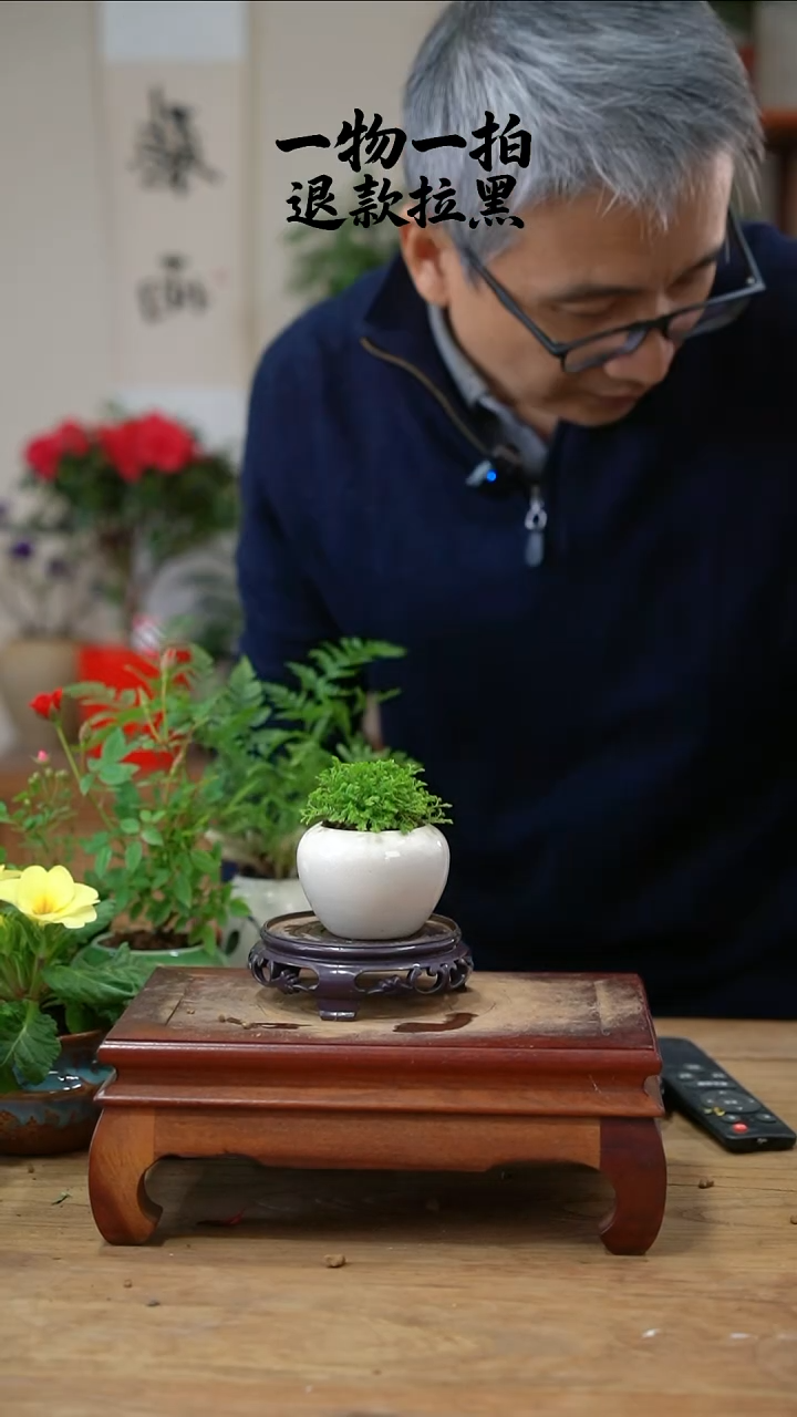 完全开放小*鸡117绿地球