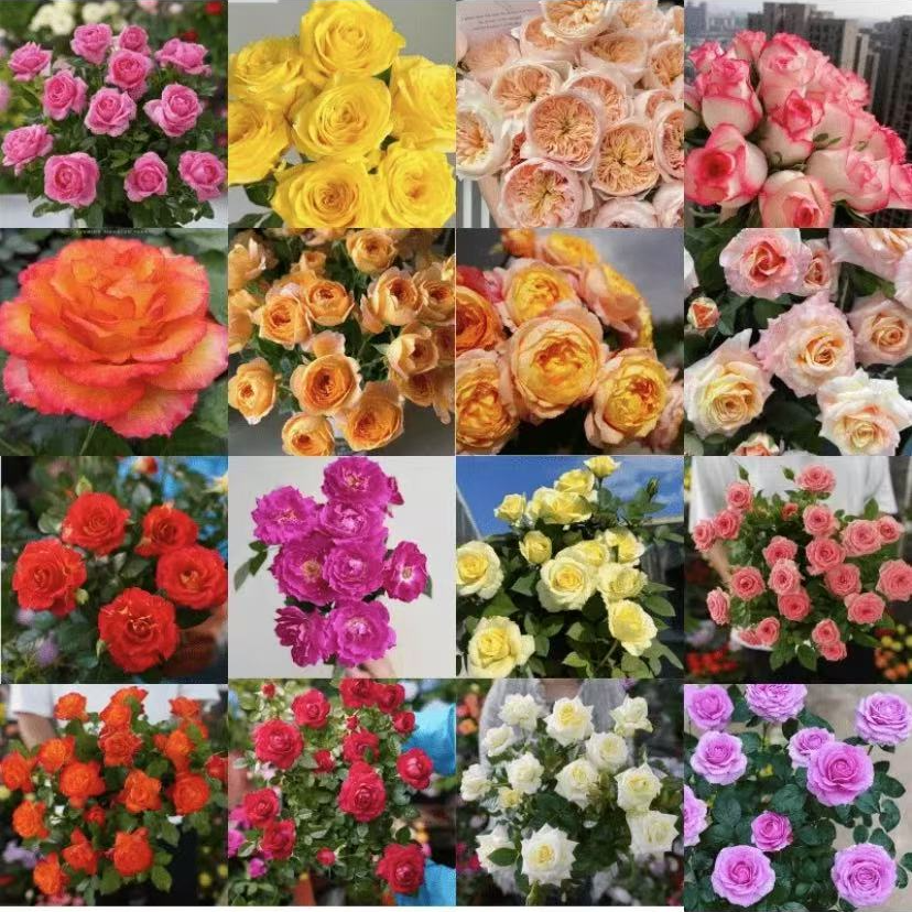 混色月季 一盆多色切花大花月季花月季花盆栽室内室外新手易养护