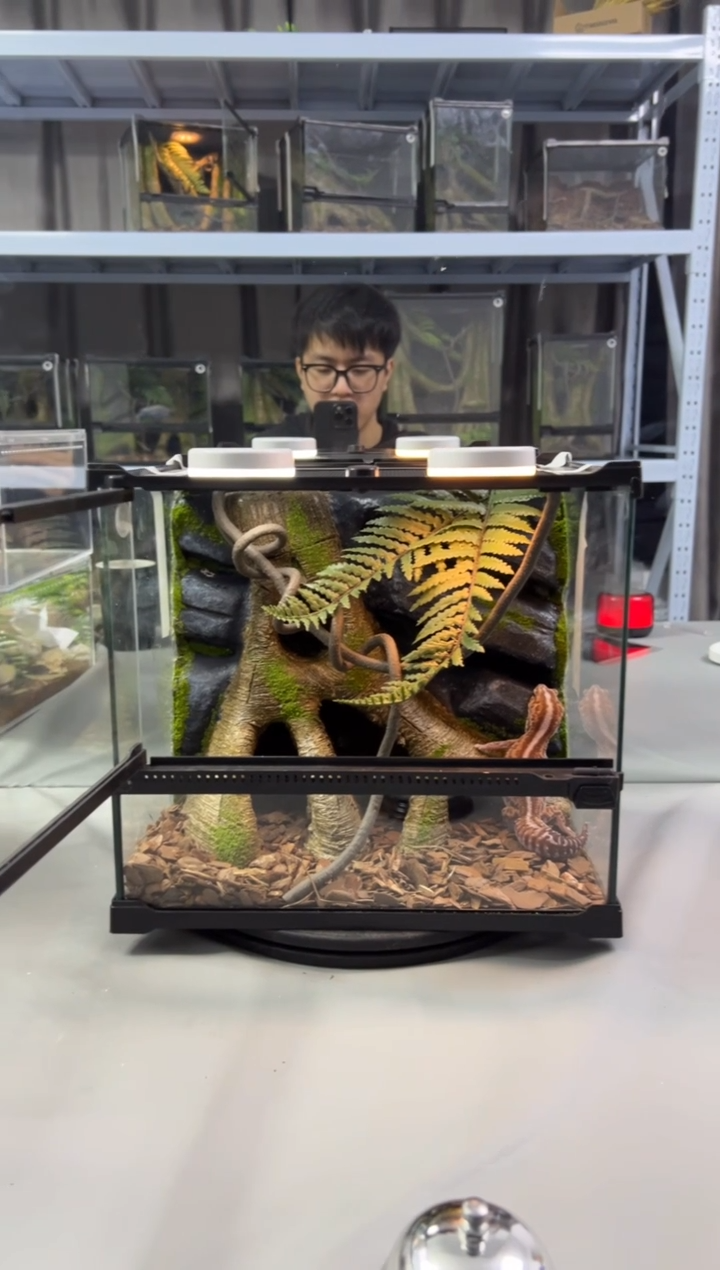 玻璃【长30宽25高27】爬宠造景缸睫角守宫树栖蜘蛛饲养箱爬宠爬虫缸