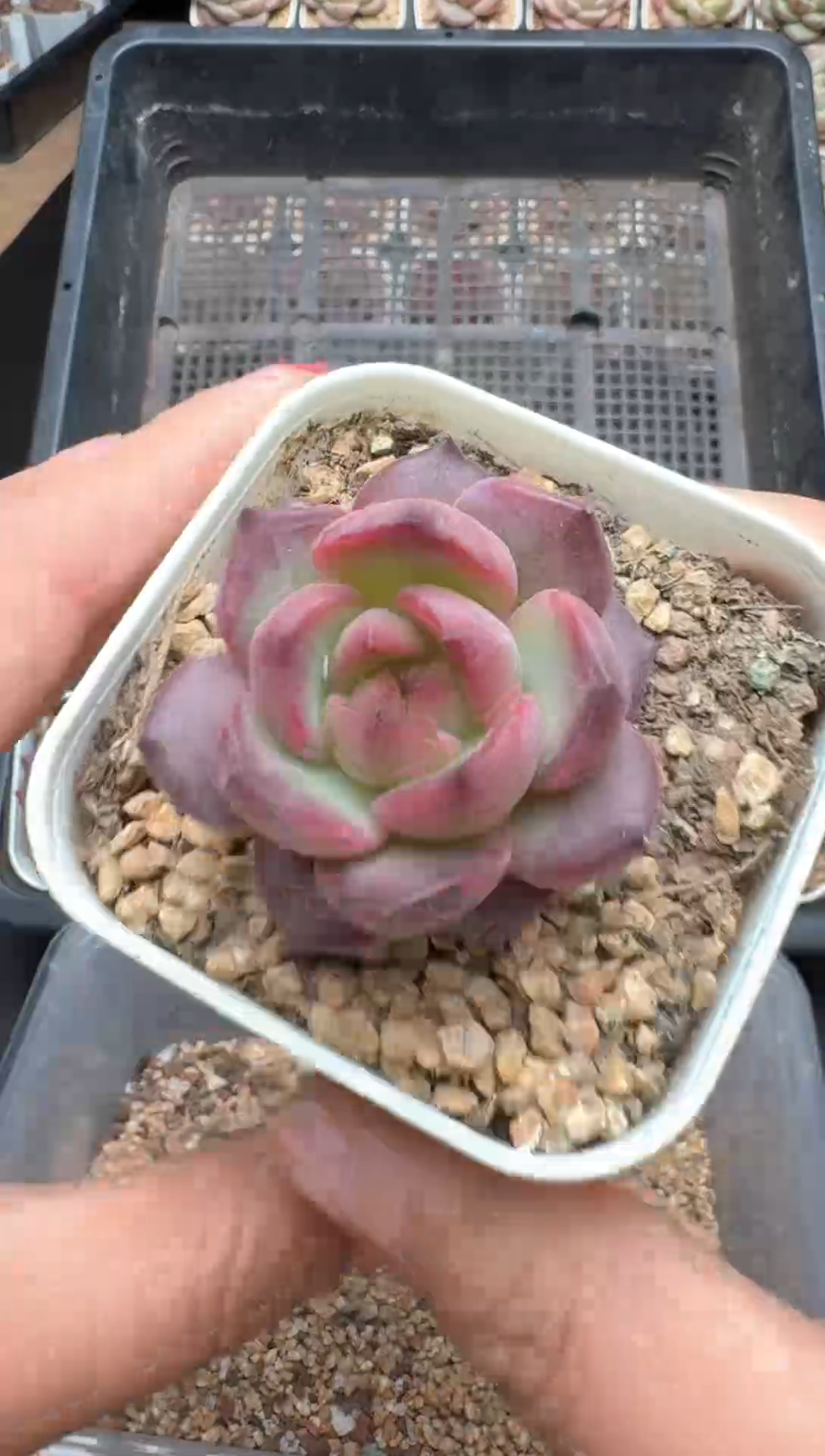 【闪购商品】294号一物一拍珍妮多肉花卉植物3颗起发