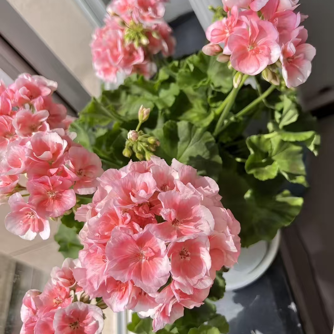 【菲溅857】粉橙色直立天竺葵大花球庭院阳台花卉盆栽天竺葵