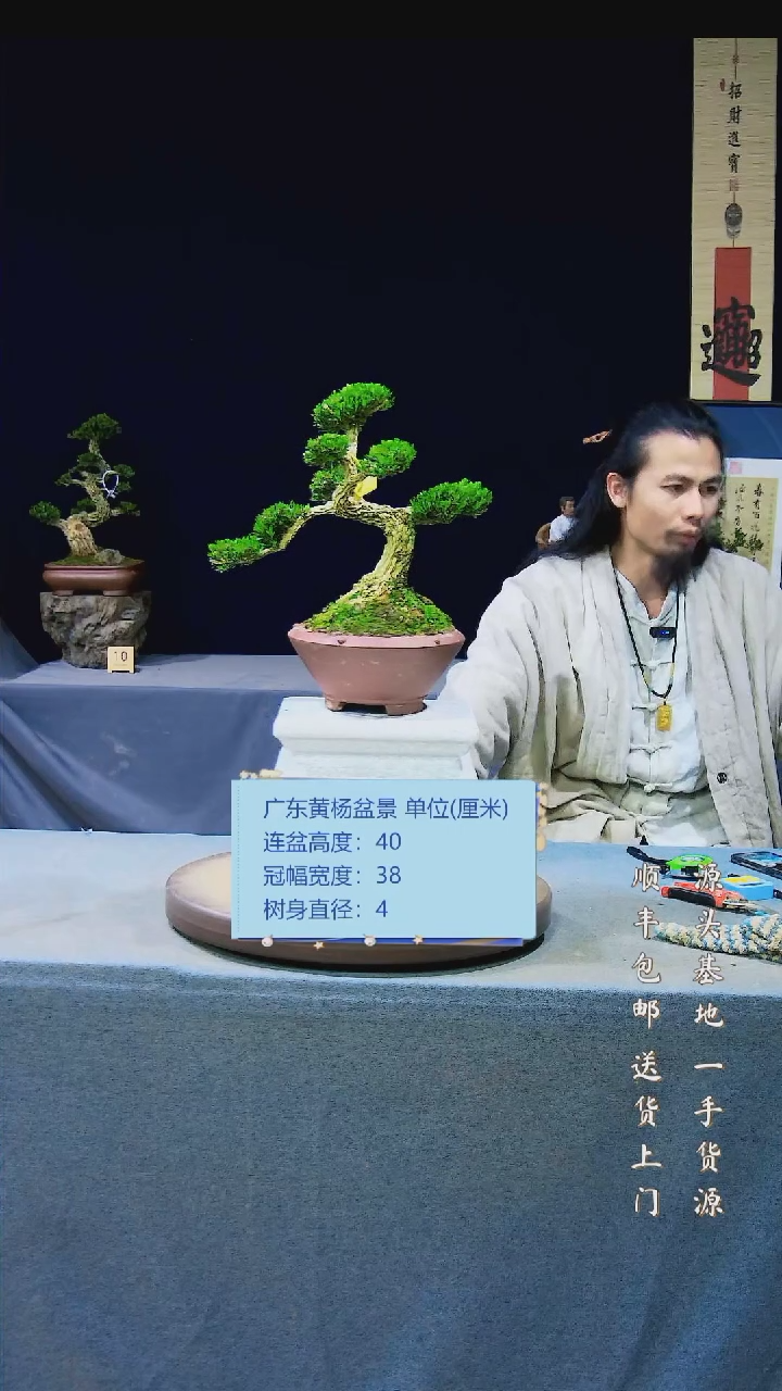 【闪购商品】黄杨盆景黄杨盆景