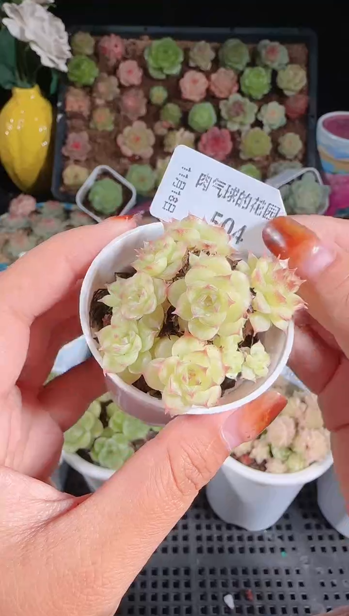  1118-504麦秆群生不包整