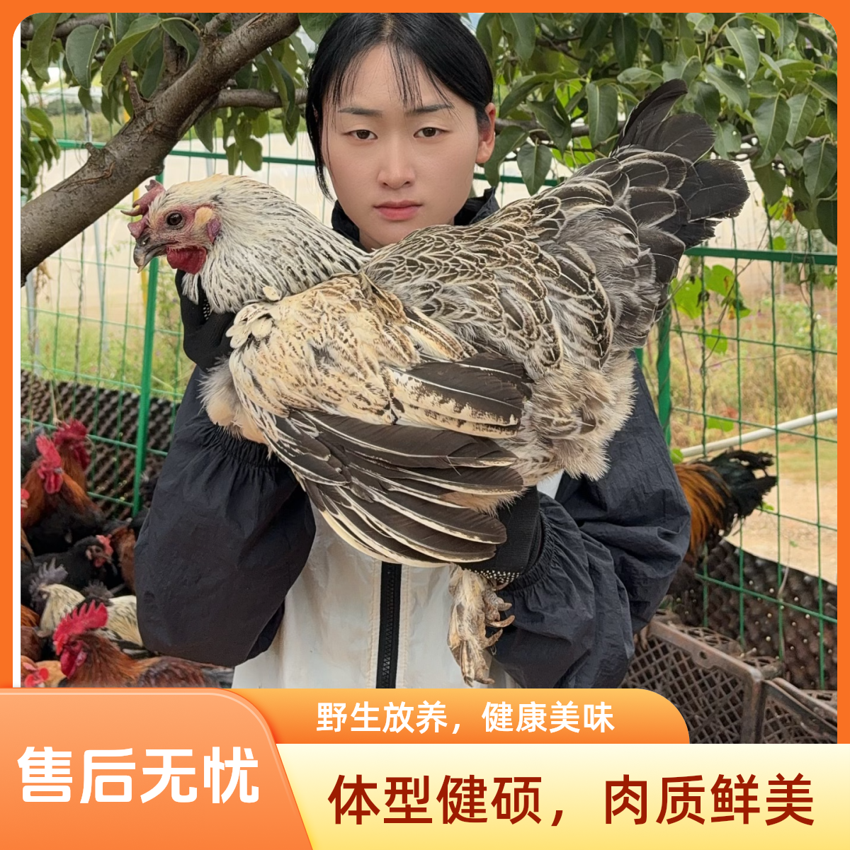 （一物一拍）云南散养乌母鸡  重量以直播间称重为准冷链急冻发 （煲汤专用乌母鸡）