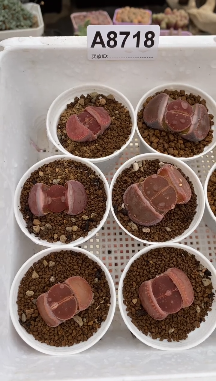 【闪购商品】8718直播一物一拍