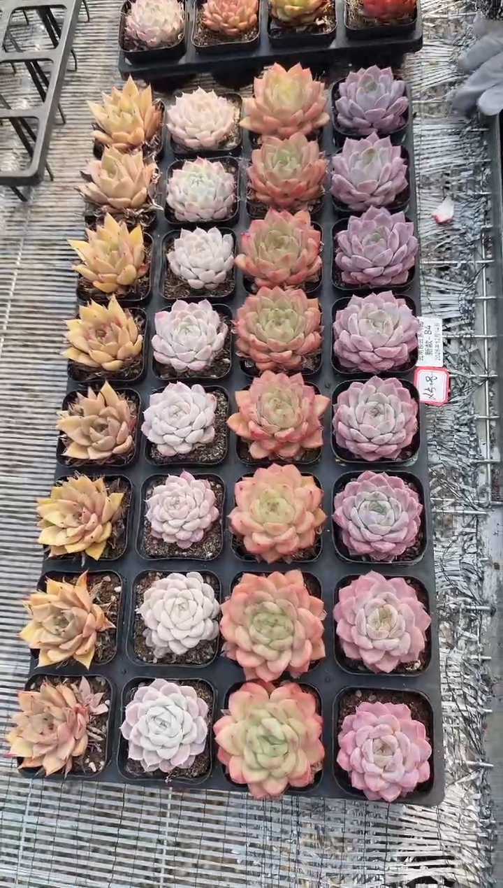 东云多肉园新款-84（其中一组4棵）