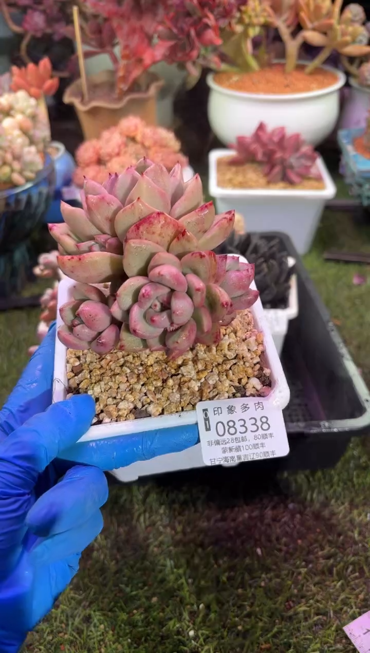 【闪购商品】08338