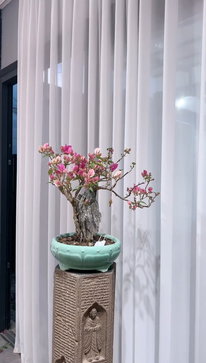 全部花朵小**?三角梅老庄盆景