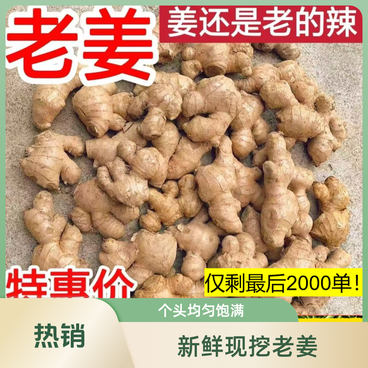 SJ生姜新鲜姜带泥老黄姜 老姜煲汤新鲜蔬菜整箱