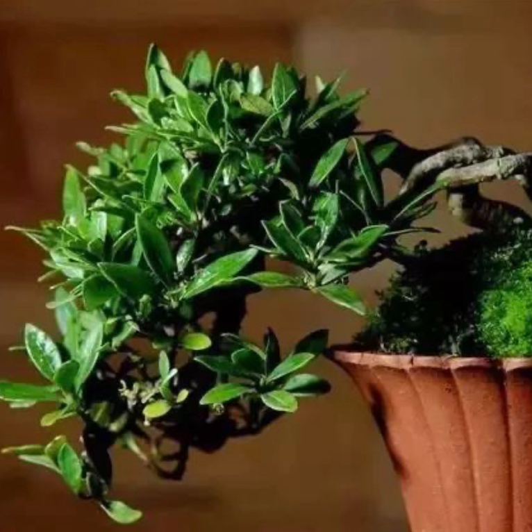 小叶栀子花精品茶台小品盆景《家有栀子花，年年有钱花》