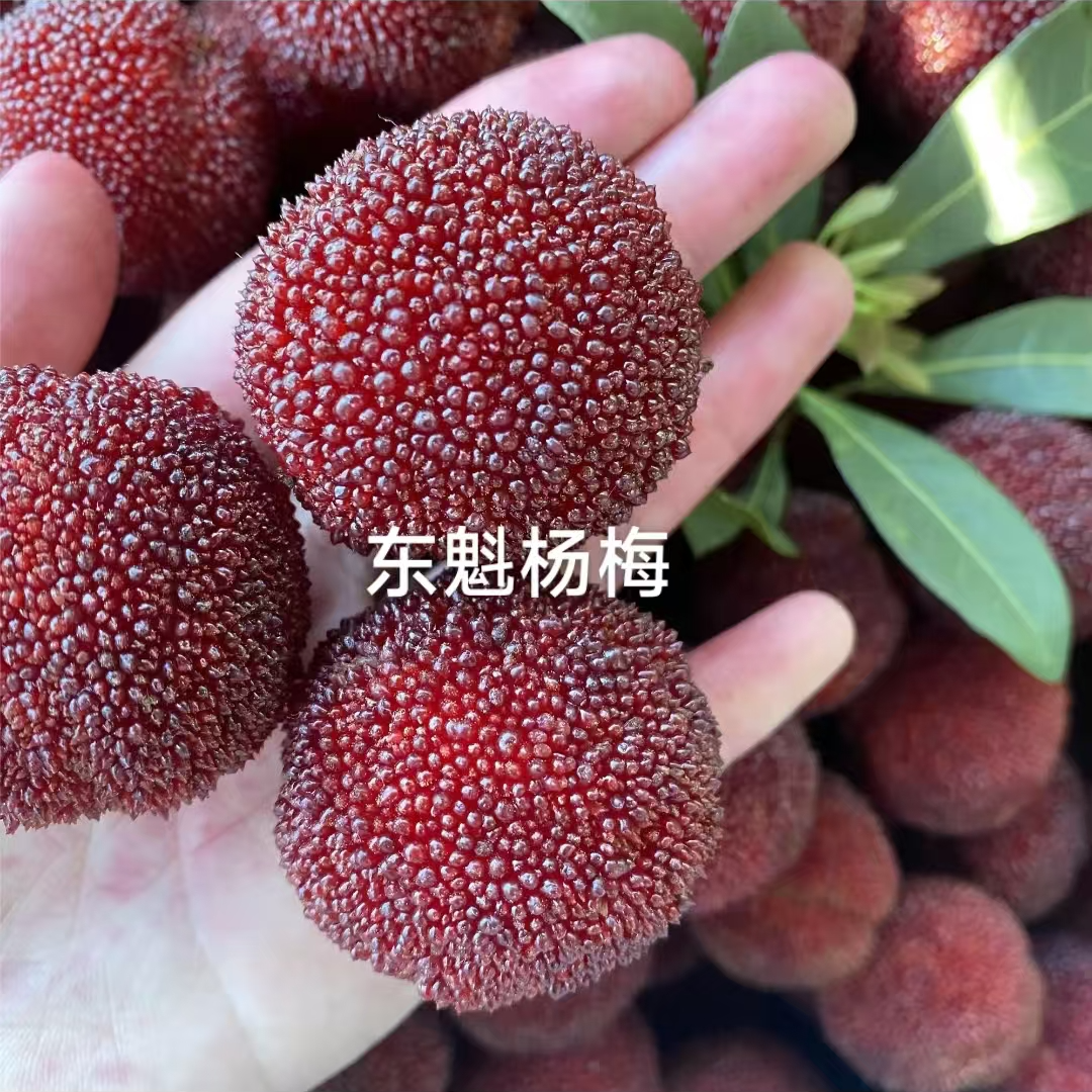 正宗嫁接精品杨梅苗盆栽地载南北方种植四季常青易成活2年树苗