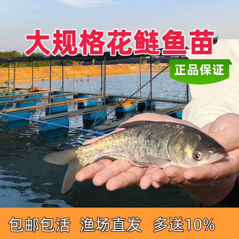 淡水养殖花鲢鱼大头鱼鳙鱼雄鱼耐活好养观赏草鱼苗