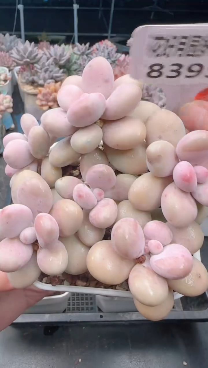 【闪购商品】8395桃蛋