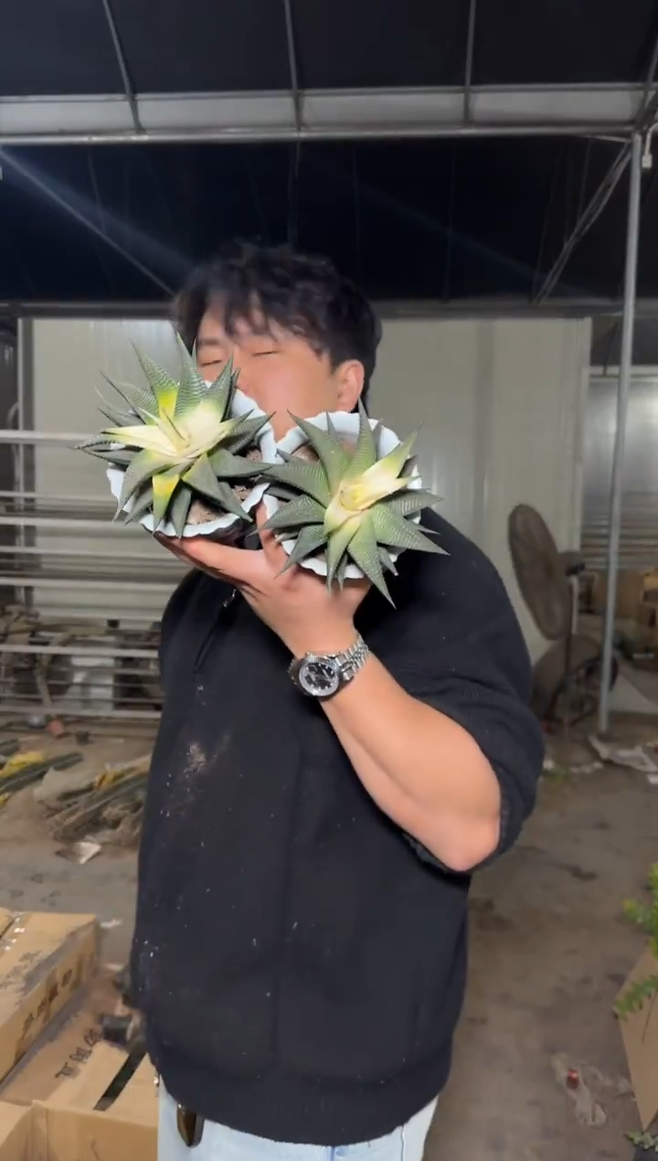 2颗 琉璃殿 锦【带根】