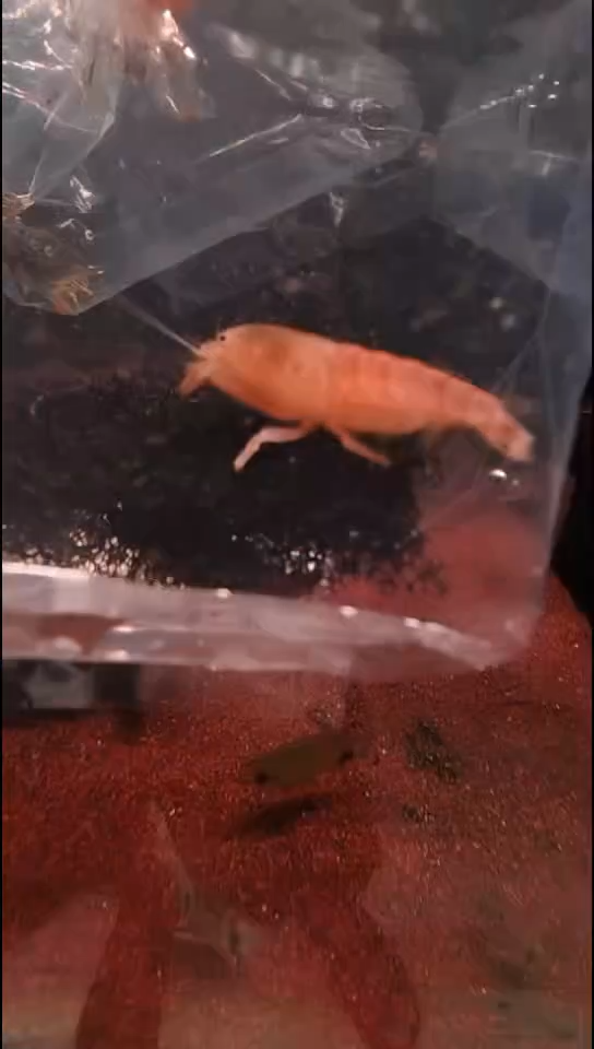 鼠鱼玩****菜非洲巨型网球虾2只  4-5厘米  编号40