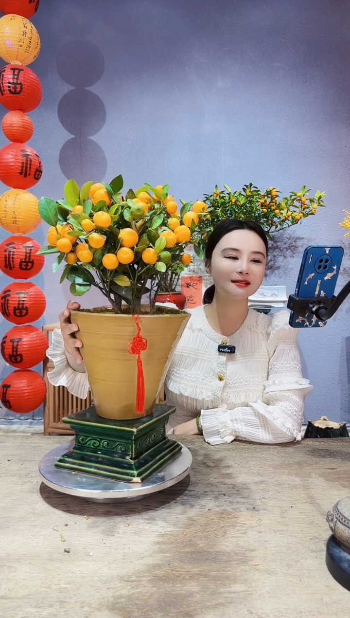 【闪购商品】盆景年桔