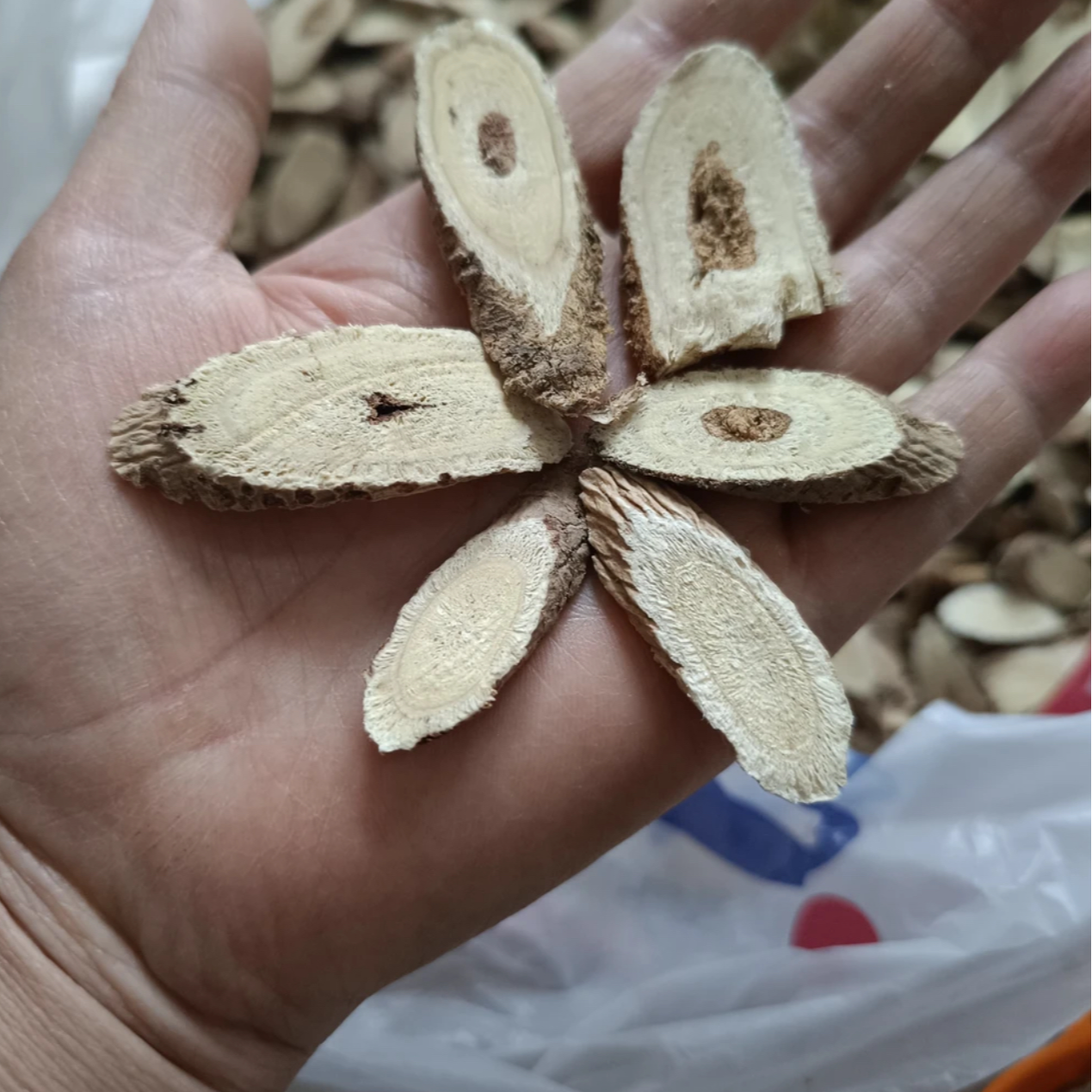 甘肃深山采挖黄芪大片