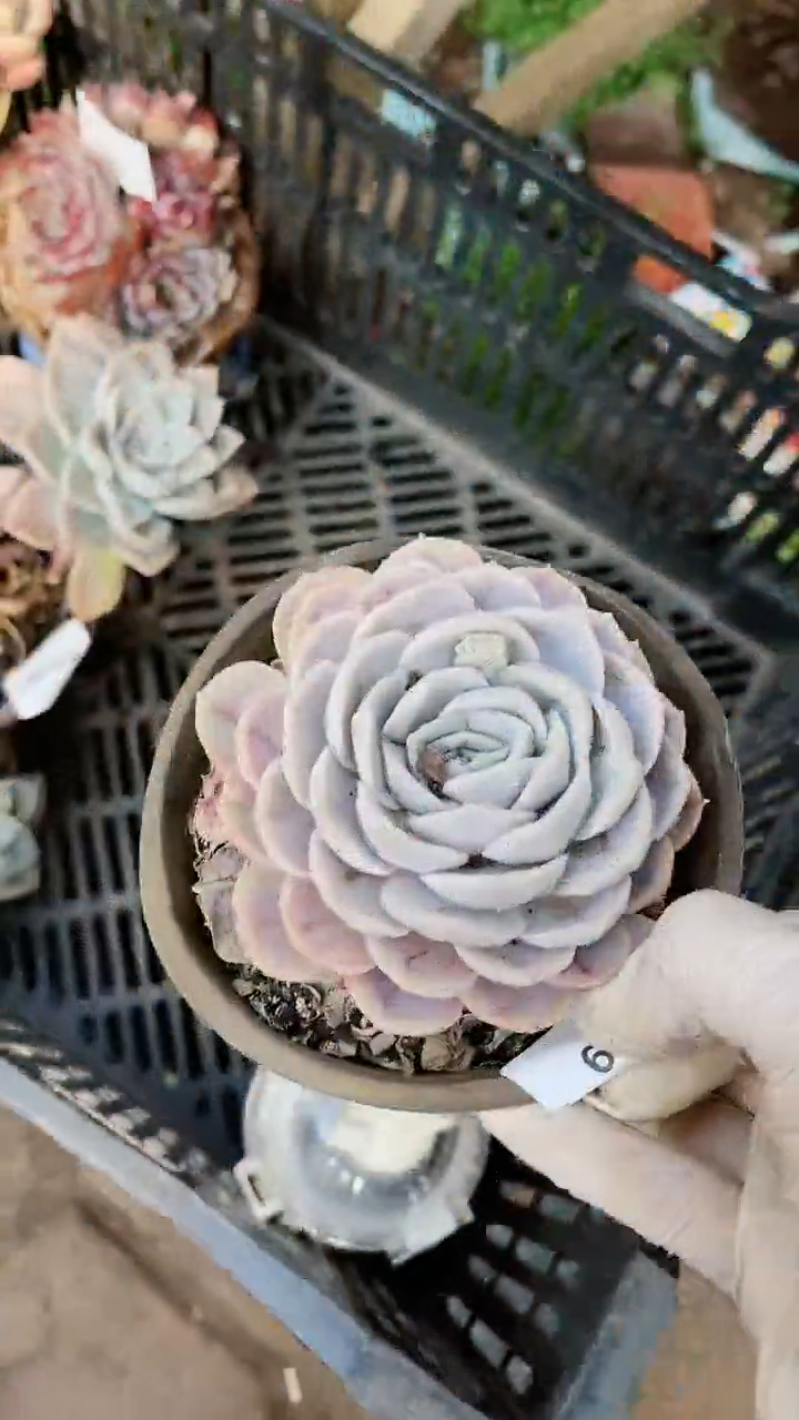 【闪购商品】15369