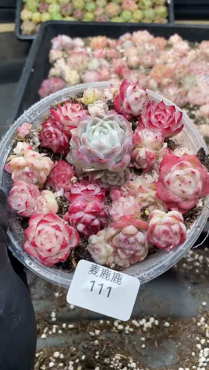 111女王优混       量拍