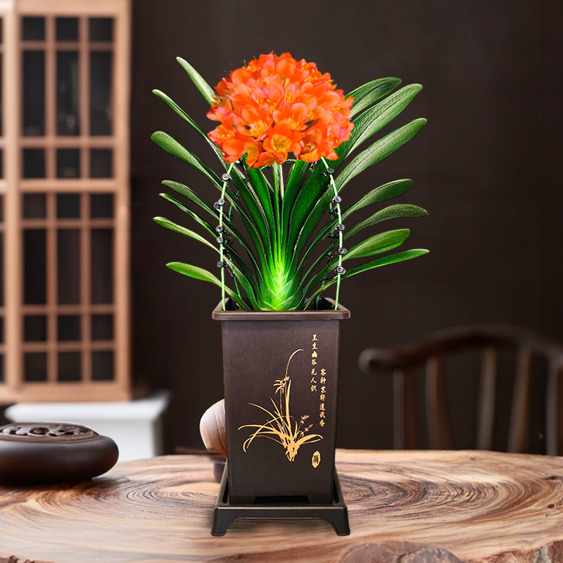 【带花苞 6年君子兰 精品A货 带盆带土】室内花卉盆栽 高档年宵花